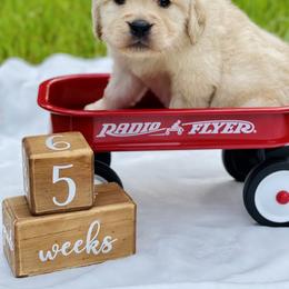 Golden Retriever Puppies from All shades Golden