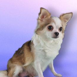 MABELINE - Chihuahua