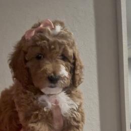 Goldendoodle Puppies from The Doodle House