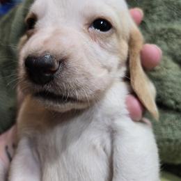 Basset Hound Puppies from Violet Lane Basset Hounds