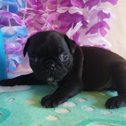 Benny - Black male Pug puppy in Blountsville, Alabama from Rock Springs Pugs