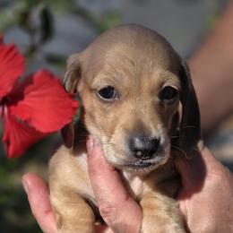 Akc Cannoli - Cream female Dachshund puppy in Tampa, Florida from Sunkissed Doxies