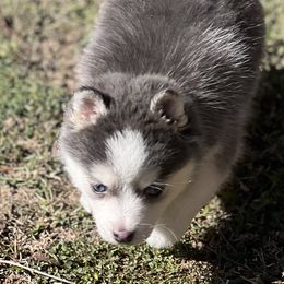 Tesla Blue female - Blue female Pomsky puppy in Enid, Oklahoma from Mile Hi Pomskies