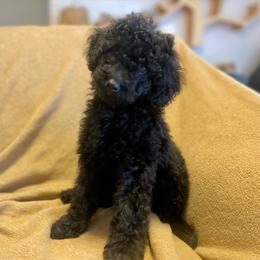 Mr. Midnight - Black male Goldendoodle puppy in Bentonville, Arkansas from Bentonville Doodles