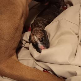 Ch sired -  Fawn boy - Fawn male Boxer puppy in Morriston, Florida from Like The Wind Boxers