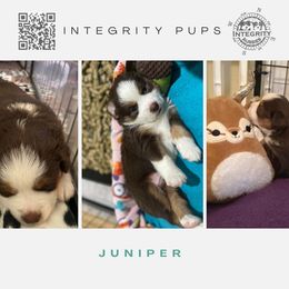 Australian Shepherd and Miniature Australian Shepherd Puppies from Integrity Aussies Tx