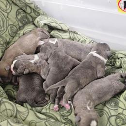 We may have a pup or two available - Blue brindle male American Bully puppy in Mobile, Alabama from Laser Elite Bullies