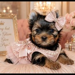 Harlow - Black and tan female Yorkshire Terrier puppy in Warren, Michigan from Danielle's Yorkie Babies