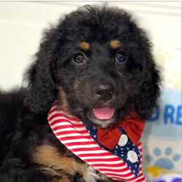 Indy - Wavy Coat - Tri-color female Bernedoodle puppy in Beecher, Illinois from Erica’s Doodles