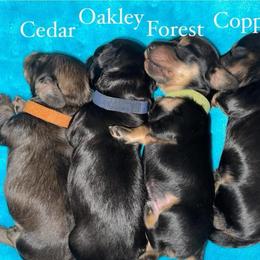 Oakley - Black and cream male Dachshund puppy in Rogue River, Oregon from Bear Feet Dachshunds