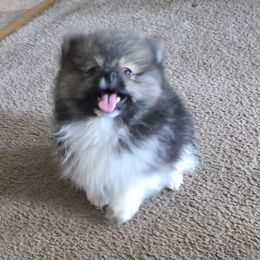 Rocky - Black and tan parti male Pomeranian puppy in Waco, Texas from Petite Poms