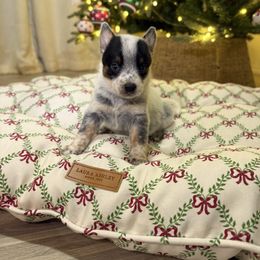 Arlette - Blue mottled female Australian Cattle Dog puppy in Tucson, Arizona from Soqui Ortiz Cattle Ranch