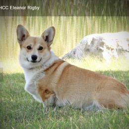 Riggs - Pembroke Welsh Corgi
