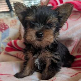 Betty - Black and gold female Yorkshire Terrier puppy in East Alton, Illinois from Yorkies of the Shire