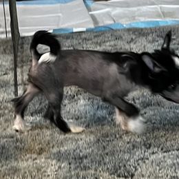 Chinese Crested Puppies from Whatadog Chinese Crested