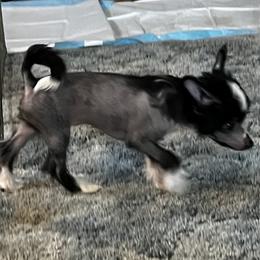 Chinese Crested Puppies from Whatadog Chinese Crested