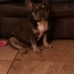 French Bulldogs from Sunryze frenchies