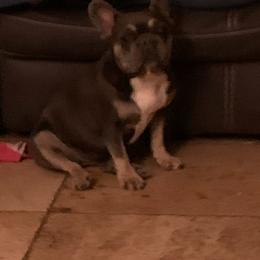 French Bulldogs from Sunryze frenchies