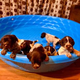Smoke - Brown and gray male Wirehaired Pointing Griffon puppy in Shelbyville, Texas from AndersonK9Kennels Bayou Beards