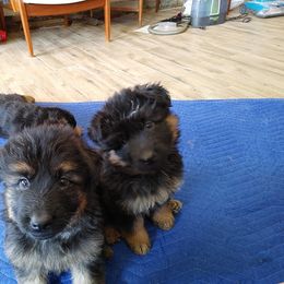 "5 weeks old, K litter, 2022" German Shepherd Puppies from Schonwasser Shepherds