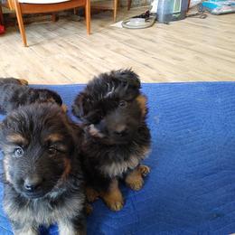 "5 weeks old, K litter, 2022" German Shepherd Puppies from Schonwasser Shepherds