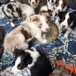 Rocket - White and red merle male Border Collie puppy in Rickman, Tennessee from Roaring River Border Collies