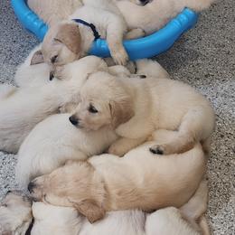 Golden Retriever puppies from Tamarind Goldens