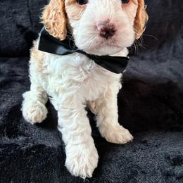 Ralph - Red and white male Cockapoo puppy in Adrian, Oregon from ApplebyFarm