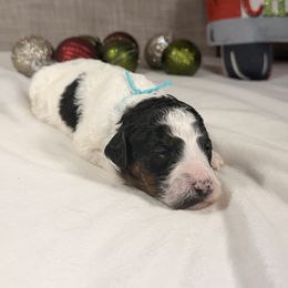 Prancer - Parti female Poodle puppy in Luana, Iowa from Country View Bernedoodles and Goldendoodles