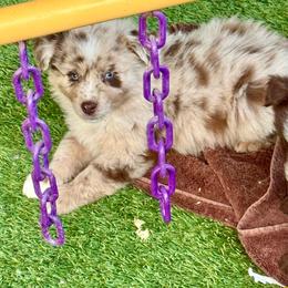 Merle male - Red merle male Miniature Australian Shepherd puppy in Lemon Cove, California from Magic Ranch Mini Aussies