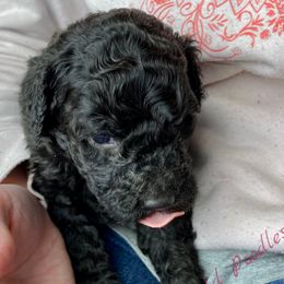 Poodle Puppies from Rosegold Poodles