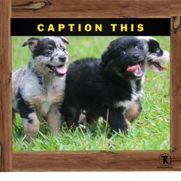 Australian Shepherd, Miniature American Shepherd, Miniature Australian Shepherd, and Toy Australian Shepherd Puppies from TK Standard, Mini, & Toy Aussies