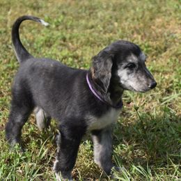 Girl 4 - Blue female Afghan Hound puppy in Cape Coral, Florida from Qadim Afghan Hounds
