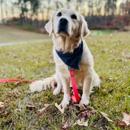 Angel - Golden Retriever
