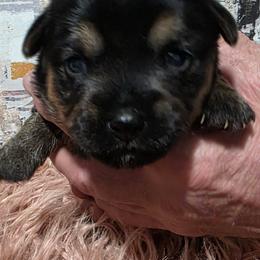 Girl 4 - Black and tan female Yorkshire Terrier puppy in Huddleston, Virginia from Potters Puppies