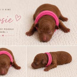 Rosie - Red  female Poodle puppy in Perris, California from Our Poodiful Life