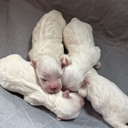Puppy 1 - White male Coton de Tulear puppy in St Johns, Michigan from Centennial Farms Cotons