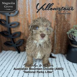 Yellowstone - Yellow Collar - male Australian Mountain Doodle puppy in Oxford, Alabama from Magnolia Grove Doodles