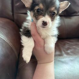 Tri girl - Black and tan female Pembroke Welsh Corgi puppy in White Sulfur Springs, Montana from Montana Shorties