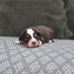 Wiskey - Red tri male Miniature Australian Shepherd puppy in Killen, Alabama from Wilkers Wholehearted Mini Aussies