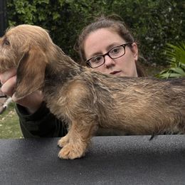 Dachshund Puppies from Passport Dachshunds