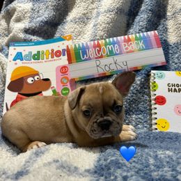 Rocky - Fawn brindle and white male French Bulldog puppy in Centennial, Colorado from Centennial Frenchies