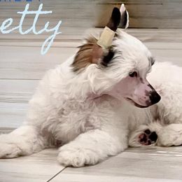 Betty - White Chinese Crested puppy in Florida from Candela Chinese Cresteds