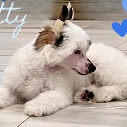 Betty - White Chinese Crested puppy in Florida from Candela Chinese Cresteds