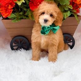 Huxley - Apricot male Goldendoodle puppy in Statesville, North Carolina from Doodle Babies