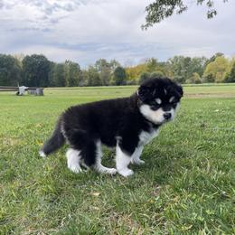 Alaskan Malamute Puppies from Fawn River Malamutes