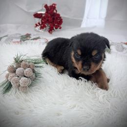 Jaga - Black and mahogany female Rottweiler puppy in Denver, Colorado from DR