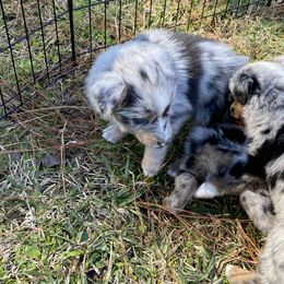 Australian Shepherd Puppies from BarberHof’s  Australian Shepherds