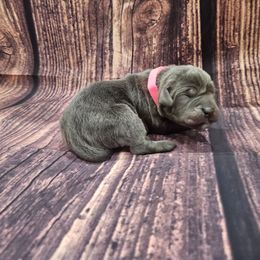 Pink collar - Gray female Cane Corso puppy in Fritch, Texas from Carrie Brown's Cane Corsos