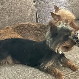 Marcella - Yorkshire Terrier